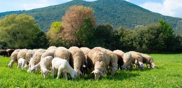 Κόντρα για τη διαχείριση της ευλογιάς